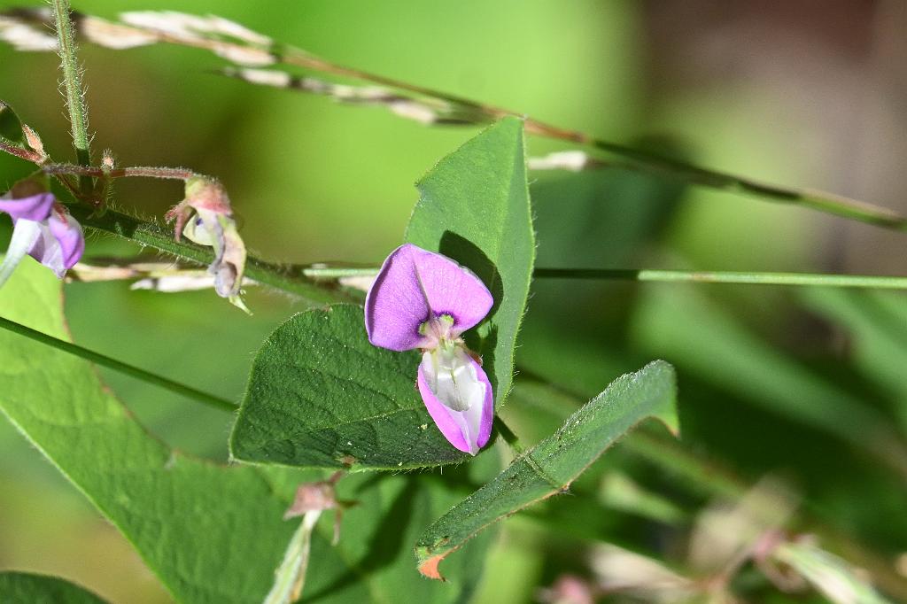2025-08300268 Broad Meadow Brook, MA.JPG - Showy Tick Trefoil. Broad Meadow Brook WIldlife Sanctuary, MA, 8-30-2025